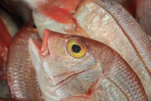 fish